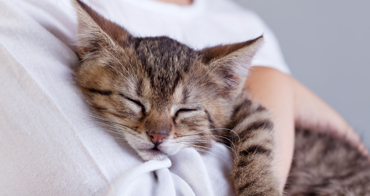 Best Pet Hospital in Bangalore | VIMS Pet Hospital