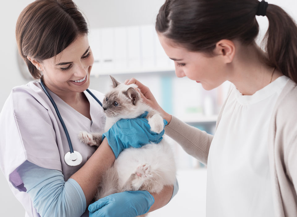 Best Pet Hospital in Bangalore | VIMS Pet Hospital